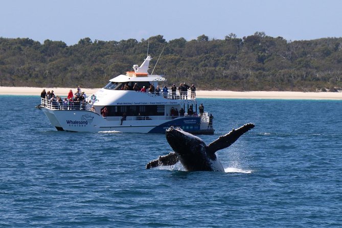 Hervey Bay Whale Watching Experience - Choosing between the morning and afternoon cruises