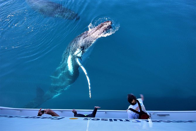 Hervey Bay Whale Watching Experience - How rough weather can change the day