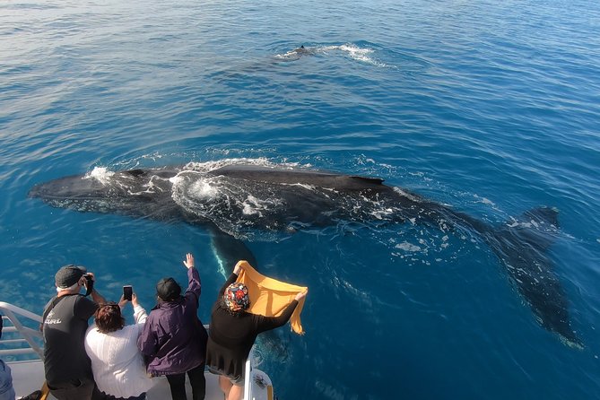 Hervey Bay Whale Watching Experience - Responsible whale watching and personal space