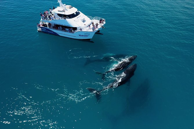 Hervey Bay Whale Watching Experience - What the whale watching is really like