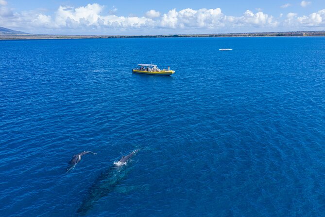 HIGH QUALITY Whale Watch Adventure Aboard Luxury Super Raft - Is $95 a fair price for Maui whale watching?