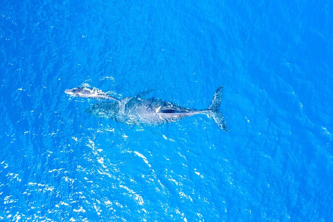 HIGH QUALITY Whale Watch Adventure Aboard Luxury Super Raft - Who will enjoy this boat most?