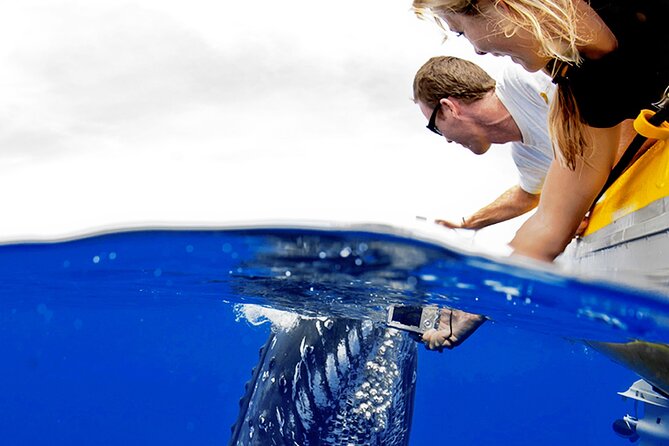 HIGH QUALITY Whale Watch Adventure Aboard Luxury Super Raft - What you may see near Maui
