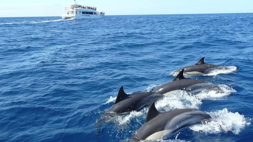 Hikkaduwa/Galle/Ahangama: Whale Watching Tour in Mirissa - What you may see near Mirissa
