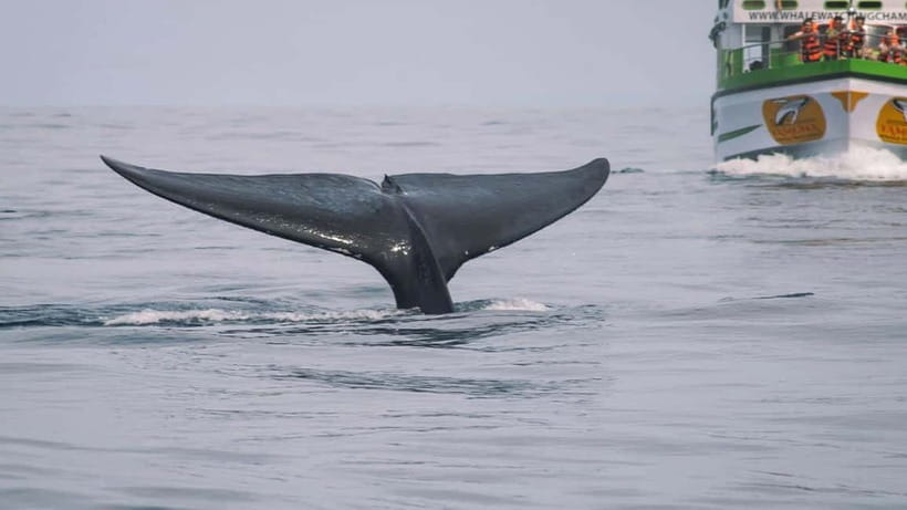 Hikkaduwa/Galle/Ahangama: Whale Watching Tour in Mirissa - A small group makes a difference