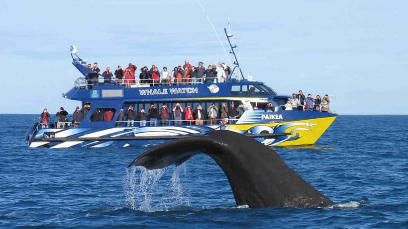 Hikkaduwa/Galle/Ahangama: Whale Watching Tour in Mirissa - Who should book this morning at sea