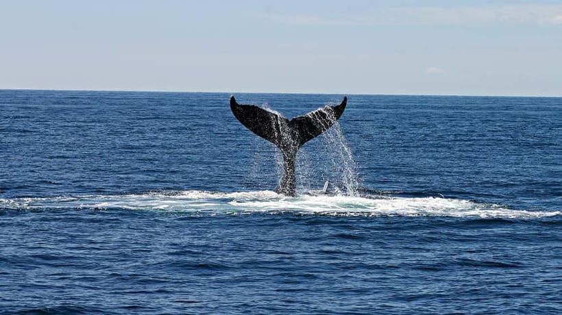 Hikkaduwa/Galle/Ahangama: Whale Watching Tour in Mirissa - Four hours on the Indian Ocean