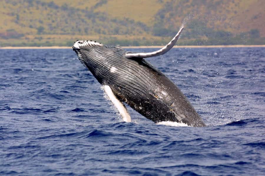 Hilo: Humpback Whale-Watching Cruise with Snacks and Drinks - Key Points Before You Book