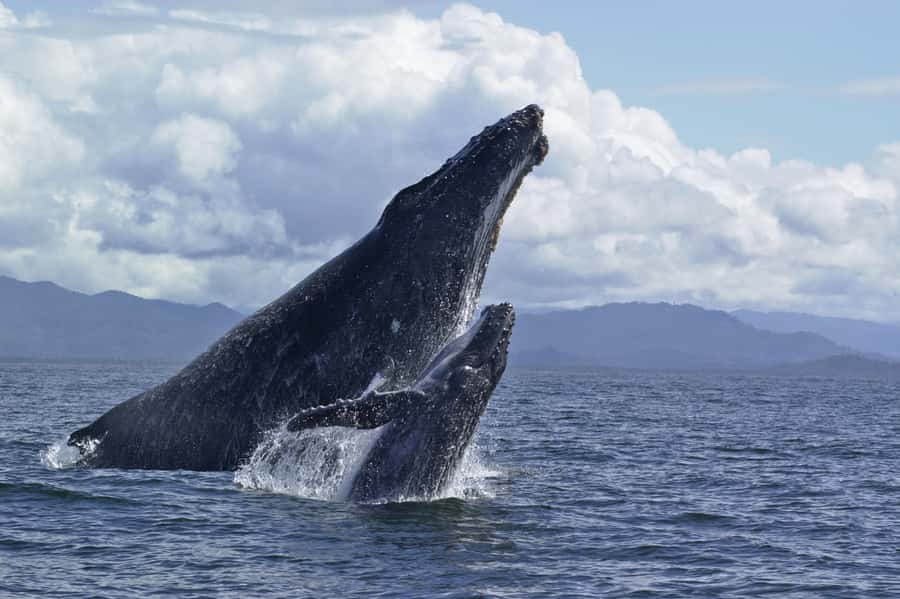 Hilo: Humpback Whale-Watching Cruise with Snacks and Drinks - A 35 Foot Scarab With Room to Look Out