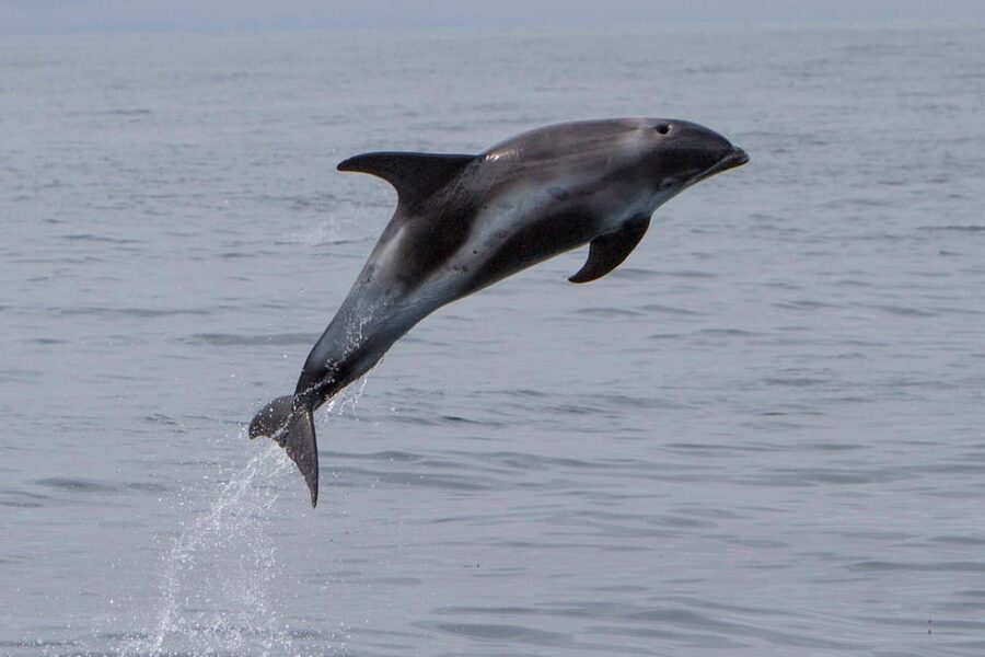 Hólmavík: Whale Watching Tour - What the 2.5-hour outing feels like