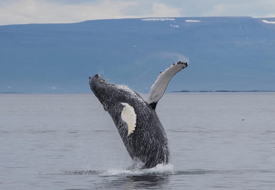 Hólmavík: Whale Watching Tour - Humpbacks from summer into autumn