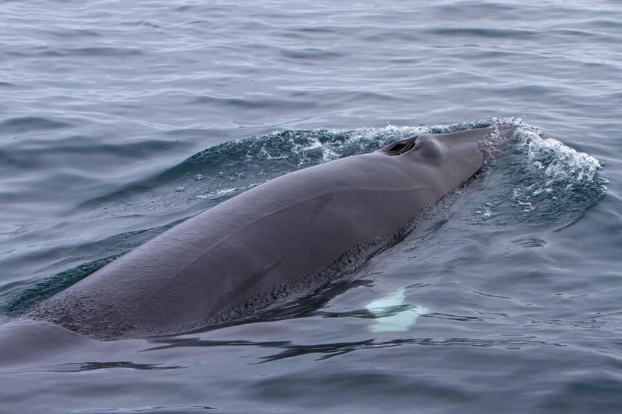 Hólmavík: Whale Watching Tour - How the $101 price compares in value