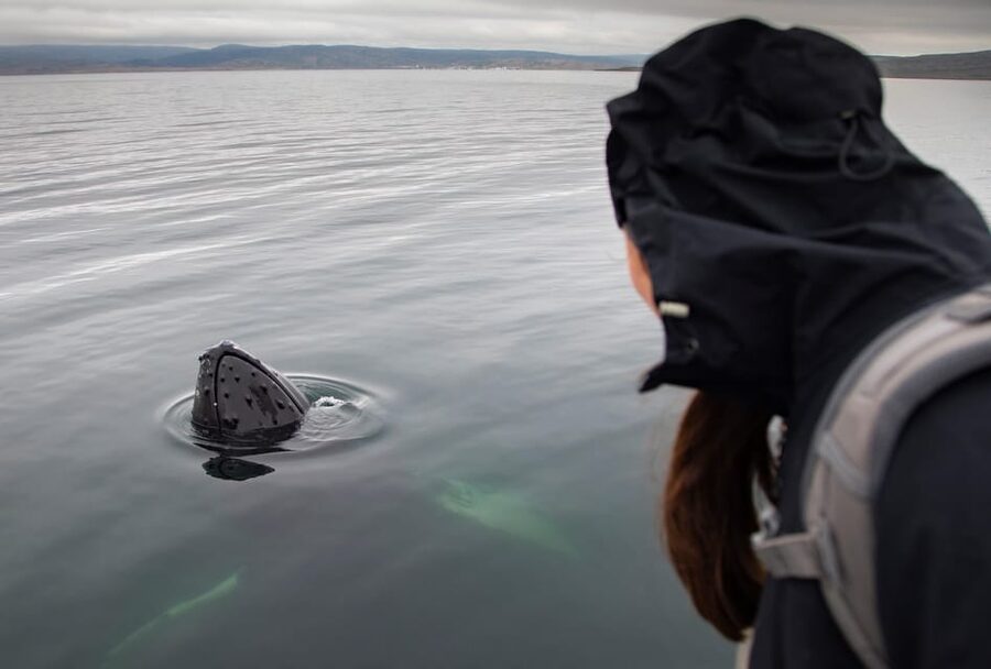 Hólmavík: Whale Watching Tour - Who will enjoy this tour most