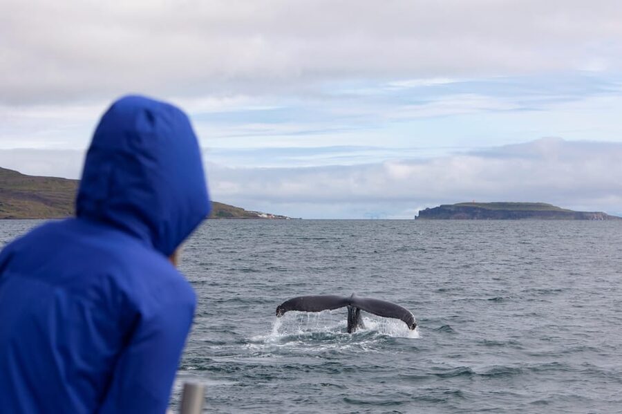 Hólmavík: Whale Watching Tour - Booking details and useful planning advice