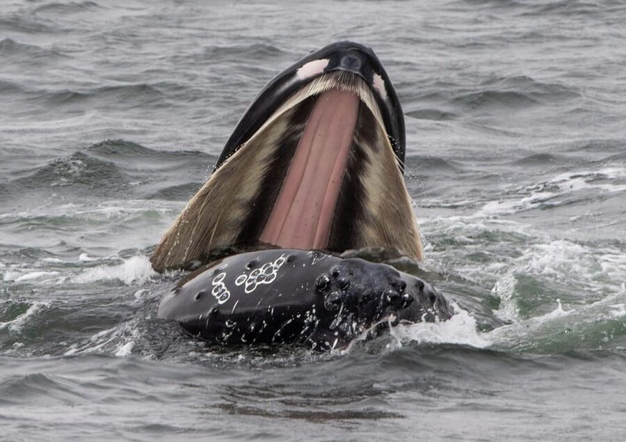 Hólmavík: Whale Watching Tour - The guides make the difference