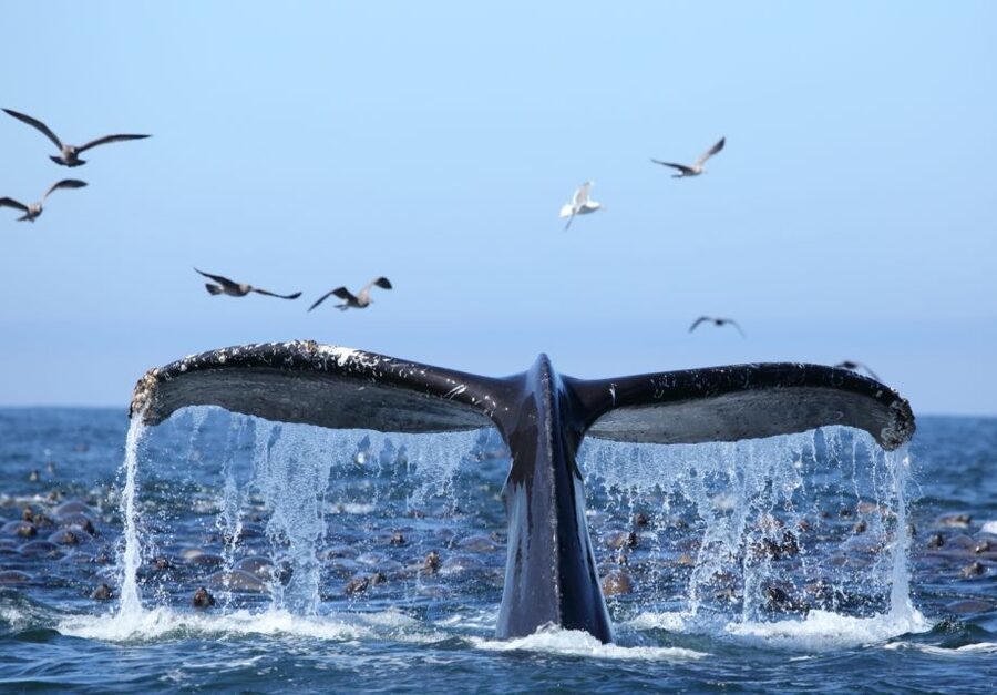 Honolulu, Oahu: Waikiki Whale Watching Cruise - Quick facts about the Ocean Intrigue cruise