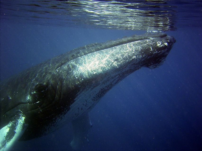 Honolulu, Oahu: Waikiki Whale Watching Cruise - Searching for humpback whales off Oahu