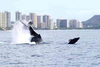 Honolulu, Oahu: Waikiki Whale Watching Cruise