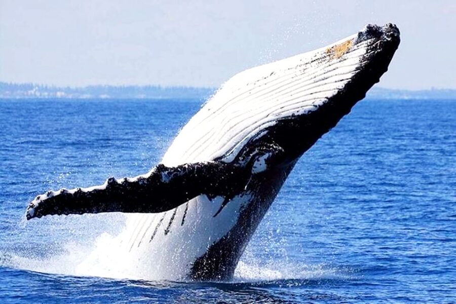 Honolulu, Oahu: Waikiki Whale Watching Cruise - Dolphins, turtles, and flying fish make the trip worthwhile