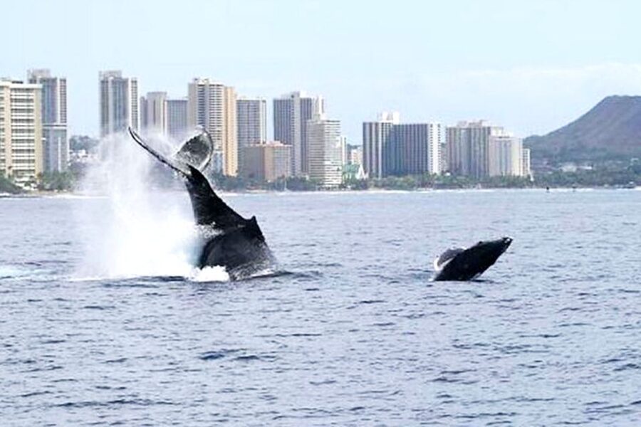 Honolulu, Oahu: Waikiki Whale Watching Cruise - What the 90-minute cruise feels like