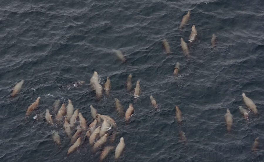 Hoonah: Icy Strait Whale Watch with Drone Filmography - Should you book the Icy Strait whale watch?