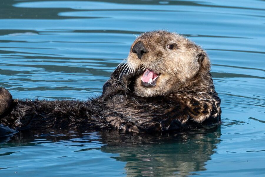 Hoonah: Icy Strait Whale Watch with Drone Filmography - Why this Icy Strait whale watch feels different