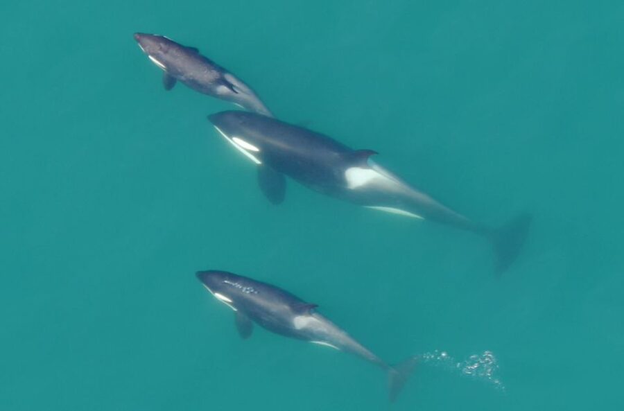 Hoonah: Icy Strait Whale Watch with Drone Filmography - Three hours on the inland waters of Icy Strait