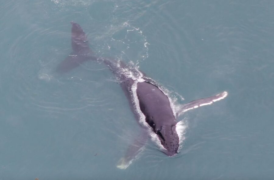 Hoonah: Icy Strait Whale Watch with Drone Filmography - Captain Josh, Jamie, and the value of good guiding