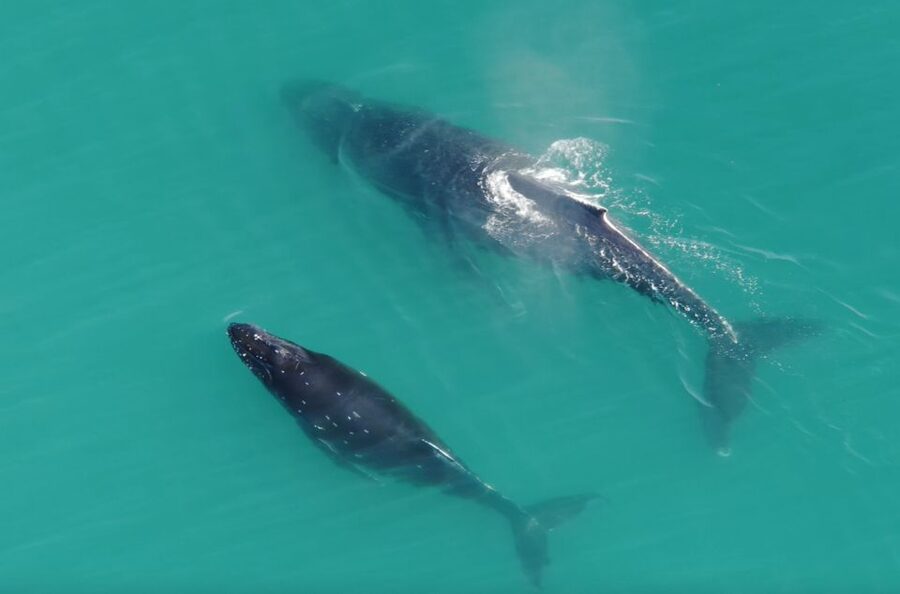 Hoonah: Icy Strait Whale Watch with Drone Filmography - What the $255 price gets you