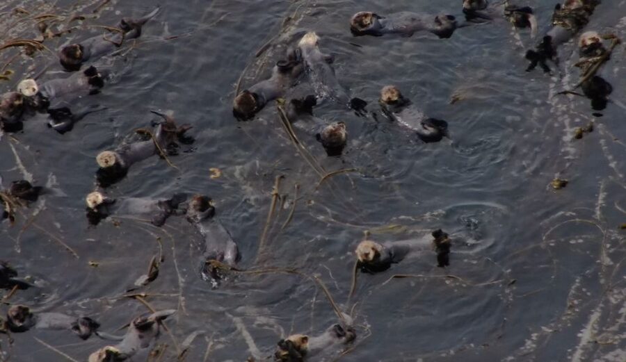 Hoonah: Icy Strait Whale Watch with Drone Filmography - Comfort, weather, and what to bring