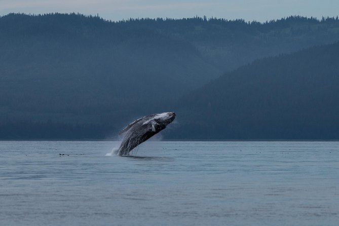 Hoonah Whale Tours in Icy Strait - Key points to know before booking