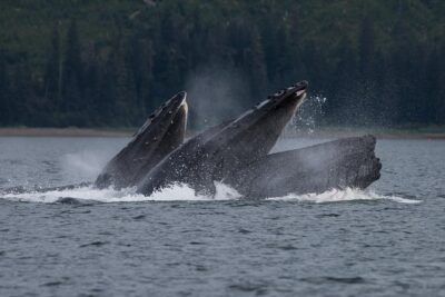 Hoonah Whale Tours in Icy Strait