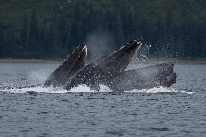 Hoonah Whale Tours in Icy Strait - What you may see in Icy Strait