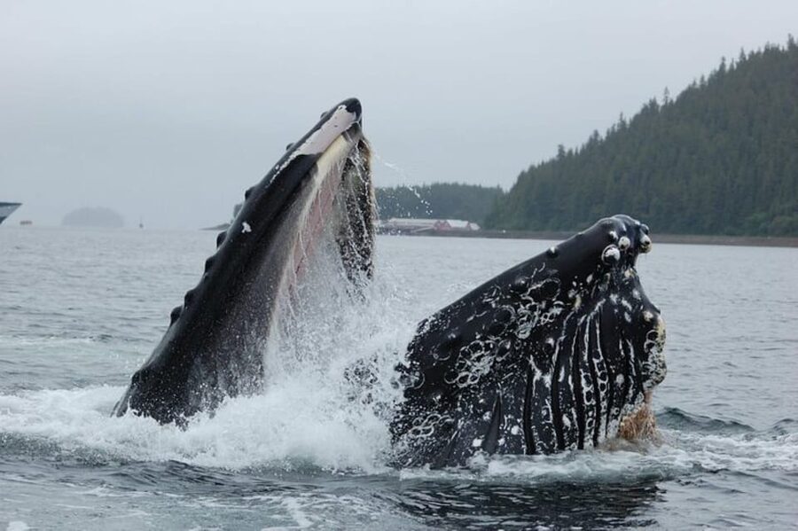 Hoonah: Whale Watching Cruise - Why Hoonah is a strong whale-watching base