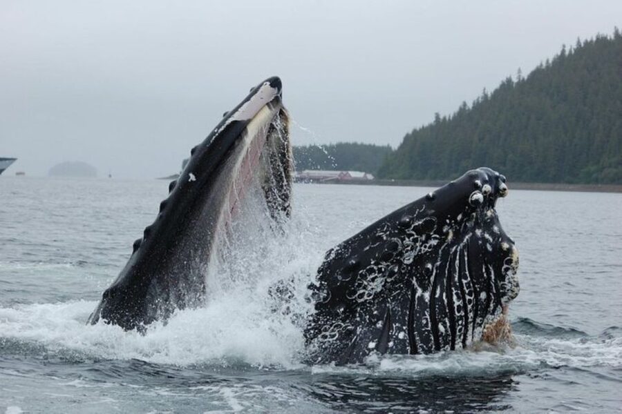 Hoonah: Whale Watching Cruise - Thirty minutes in Hoonah after the boat ride