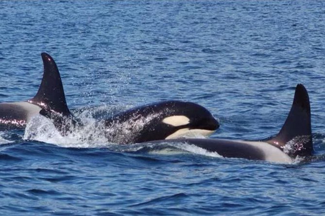 Hoonah Whale-Watching Cruise - Near Icy Strait Point - Key points to know before booking