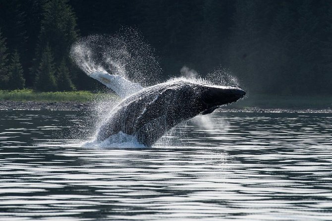 Hoonah Whale-Watching Cruise - Near Icy Strait Point - From Icy Strait Point to Hoonah’s working waterfront