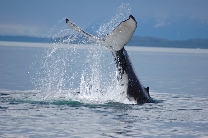 Hoonah Whale-Watching Cruise - Near Icy Strait Point - Orcas, otters, sea lions, and birds add surprises