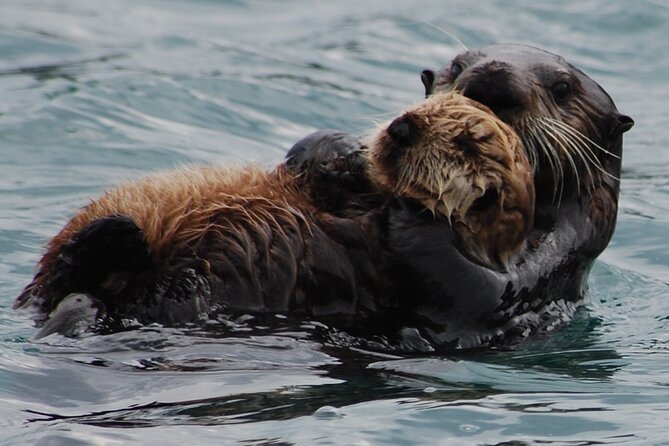 Hoonah Whale-Watching Cruise - Near Icy Strait Point - Is $225 a fair price for three hours?