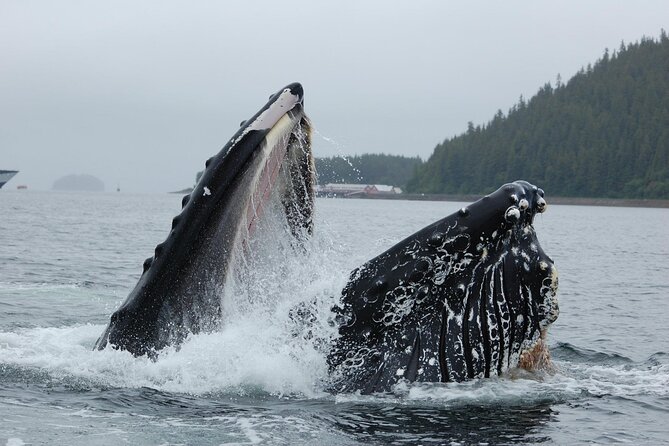 Hoonah Whale-Watching Cruise - Near Icy Strait Point - Staying in Hoonah after the boat ride