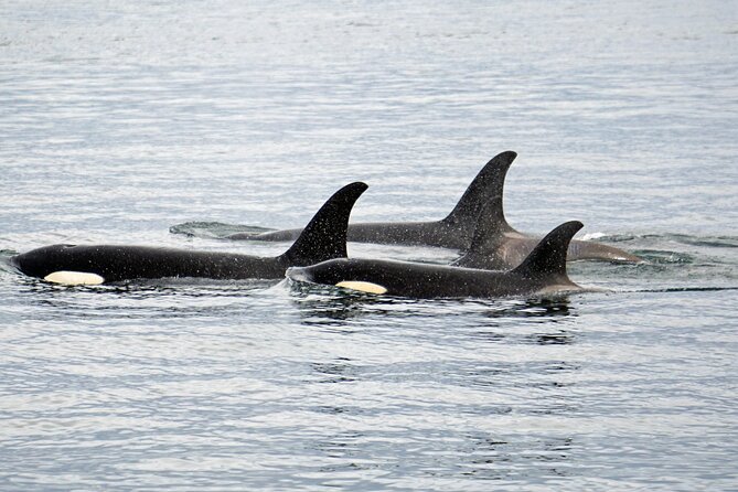 Hoonah Whale-Watching Cruise - Near Icy Strait Point - Who should book this Hoonah whale watch?