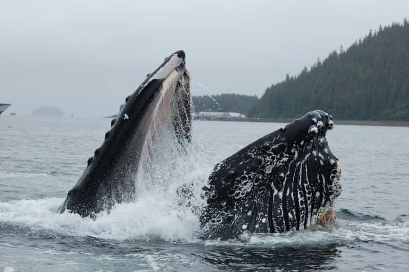 Hoonah: Whale Watching Cruise - Reaching the Excursion Hub from your ship