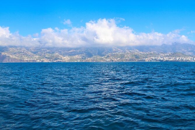 Hop-on Hop-off Bus Tour and Catamaran Whale & Dolphin Watching - What this Funchal combination tour actually gives you