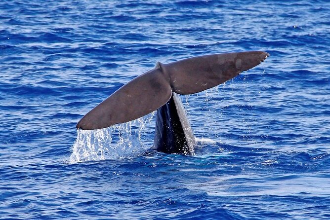 Hop-on Hop-off Bus Tour and Catamaran Whale & Dolphin Watching - The catamaran cruise and marine life