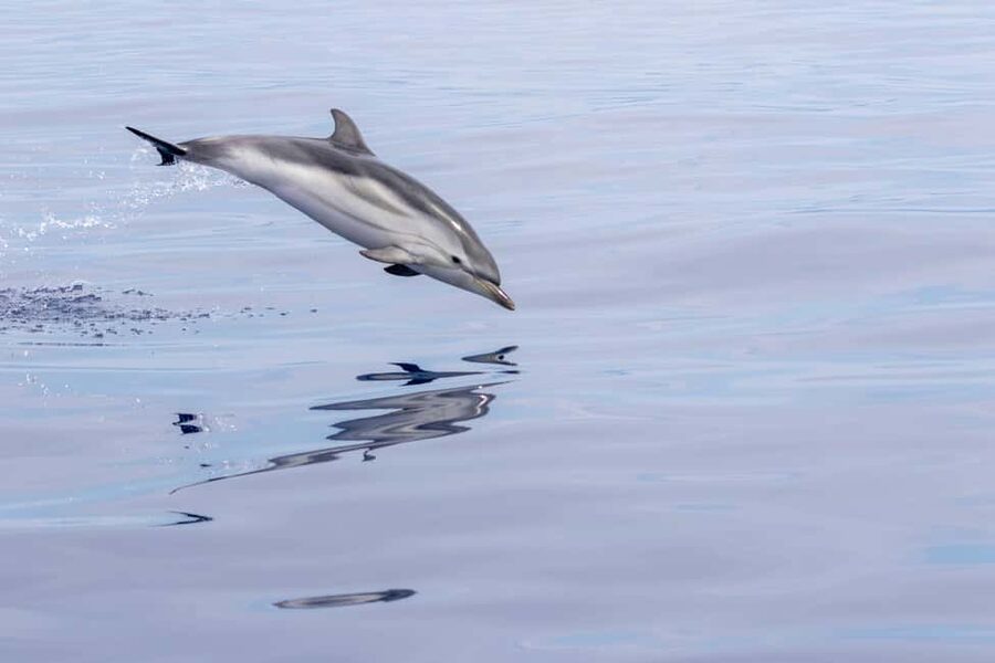 Horizon Large: whale watching off the coast of Saint-Cyr - Key points to know before sailing