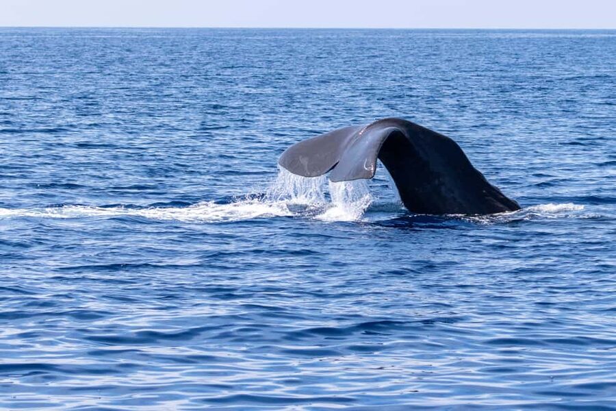 Horizon Large: whale watching off the coast of Saint-Cyr - What the 210-minute wildlife search feels like