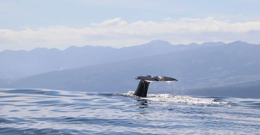 Horta: University Startup Whale and Dolphin RIB Boat Trip - Key points to know before booking
