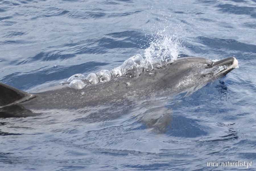 Horta: University Startup Whale and Dolphin RIB Boat Trip - My booking advice