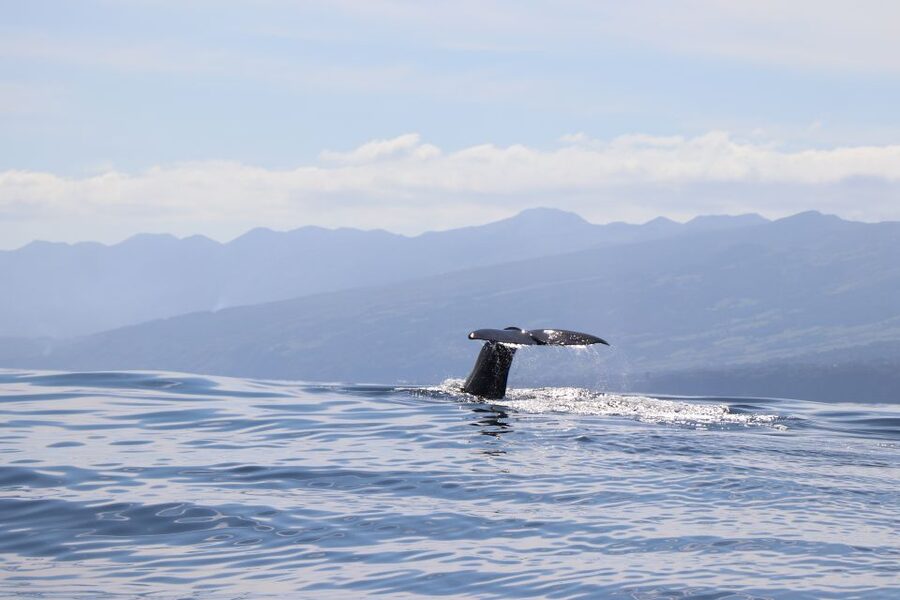 Horta: University Startup Whale and Dolphin RIB Boat Trip - Starting at Horta Marina with a short safety briefing