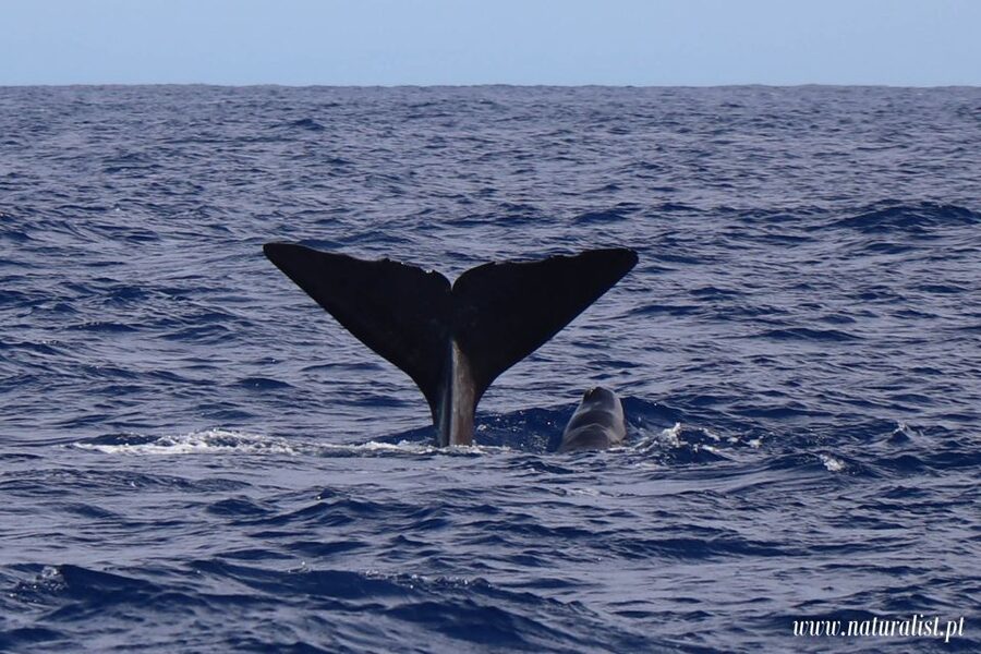 Horta: University Startup Whale and Dolphin RIB Boat Trip - Searching the Atlantic with help from land-based spotters